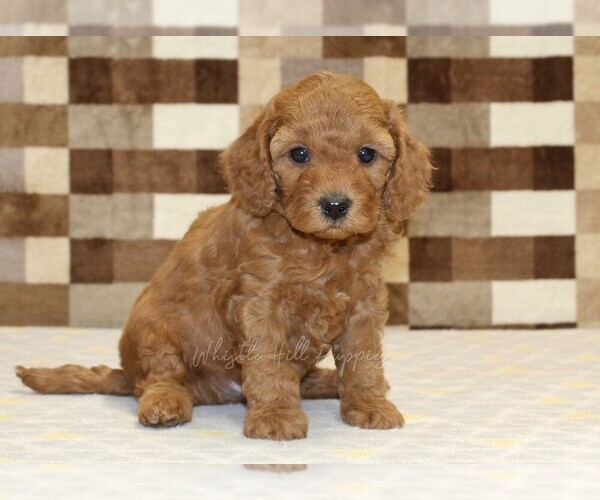 Medium Photo #4 Cavapoo (Miniature) Puppy For Sale in DENVER, PA, USA