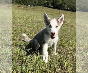 Siberian Husky Puppy for Sale in DEARBORN, Missouri USA