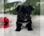 Small #6 Morkie