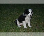 Small #2 Border Collie