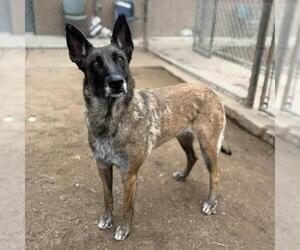 Mutt Dogs for adoption in Modesto, CA, USA