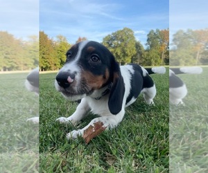 Bagle Hound Puppy for sale in RINGGOLD, VA, USA