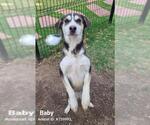 Small Huskies  Mix
