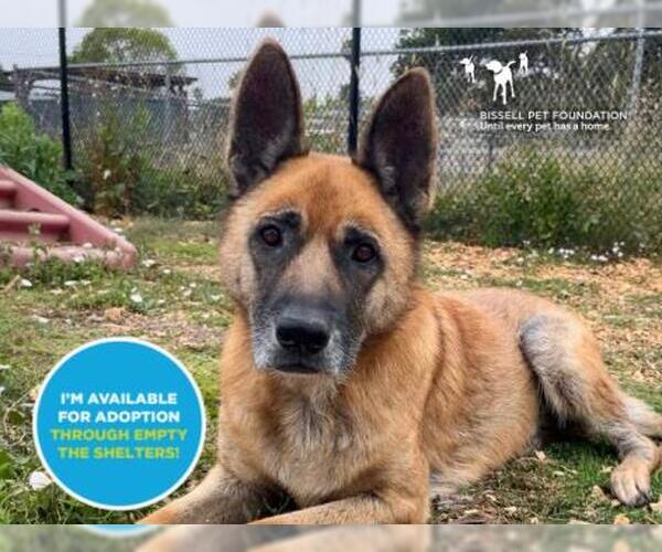 Medium Photo #2 German Shepherd Dog Puppy For Sale in Santa Cruz, CA, USA