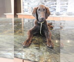 Small #19 Flat Coated Retriever