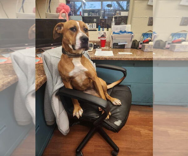 Medium Photo #12 Bullboxer Pit Puppy For Sale in Richmond, IN, USA