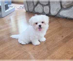 Maltese Puppy for sale in SANTA CLARITA, CA, USA