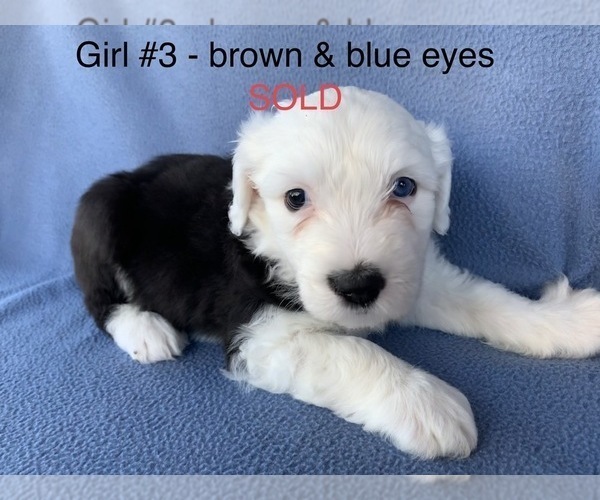 Medium Photo #6 Old English Sheepdog Puppy For Sale in MESA, AZ, USA