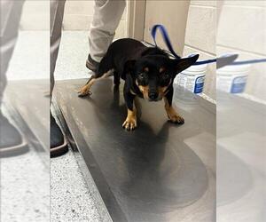 Chihuahua Dogs for adoption in Conroe, TX, USA