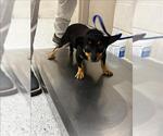 Small Chihuahua