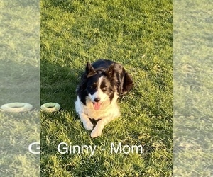 Mother of the Border Collie puppies born on 03/20/2021