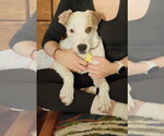 Small Photo #11 Mutt Puppy For Sale in Sandy, UT, USA