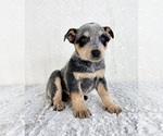 Small #2 Australian Cattle Dog