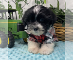 Small #2 Shorkie Tzu