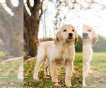 Small Photo #11 Golden Retriever Puppy For Sale in WARSAW, IN, USA
