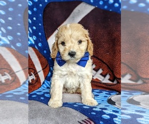 Cocker Spaniel-Poodle (Miniature) Mix Puppy for sale in QUARRYVILLE, PA, USA