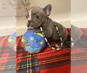 French Bulldog Puppy for sale in ORLANDO, FL, USA