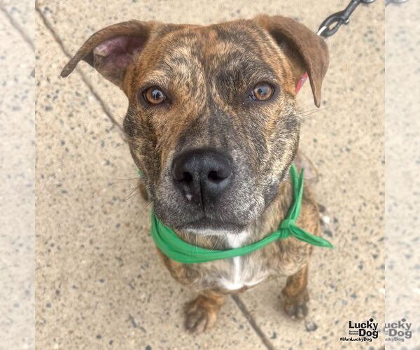 Medium Photo #5 Plott Hound-Unknown Mix Puppy For Sale in Washington, DC, USA