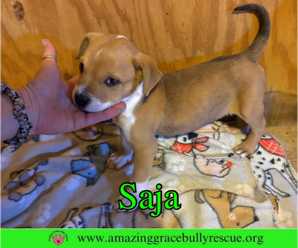 Medium Photo #2 Bulldog-Unknown Mix Puppy For Sale in Pensacola, FL, USA