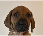 Small Photo #33 Rhodesian Ridgeback Puppy For Sale in BONSALL, CA, USA