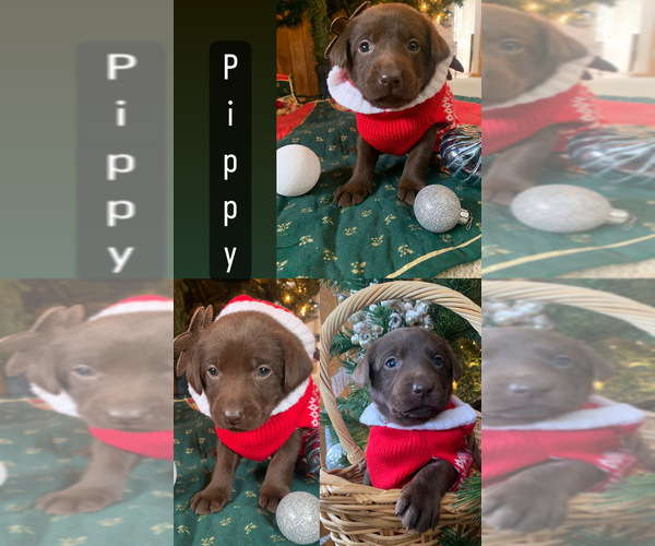 Medium Photo #3 Labrador Retriever Puppy For Sale in ATHENS, WI, USA