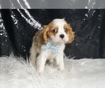 Small #2 Cavalier King Charles Spaniel
