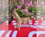 Small Photo #1 Chihuahua Puppy For Sale in NEW HAVEN, IN, USA