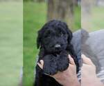 Small Photo #2 Goldendoodle Puppy For Sale in ALBANY, OR, USA