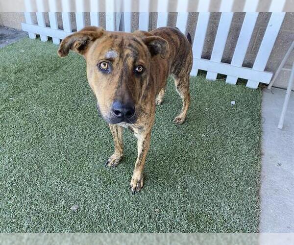 Medium Photo #1 American Pit Bull Terrier-Unknown Mix Puppy For Sale in Modesto, CA, USA