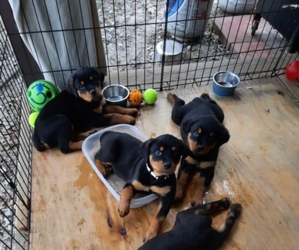 Medium Photo #5 Rottweiler Puppy For Sale in BRUCE, FL, USA