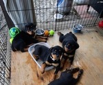 Small Photo #5 Rottweiler Puppy For Sale in BRUCE, FL, USA