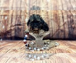 Image preview for Ad Listing. Nickname: Toby