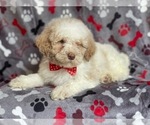 Small Photo #9 Poodle (Miniature) Puppy For Sale in LAKELAND, FL, USA