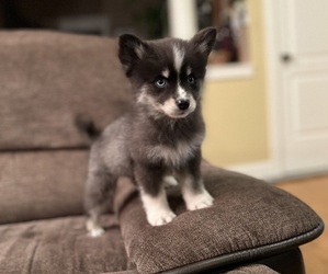 Pomsky Puppy for Sale in DRACUT, Massachusetts USA