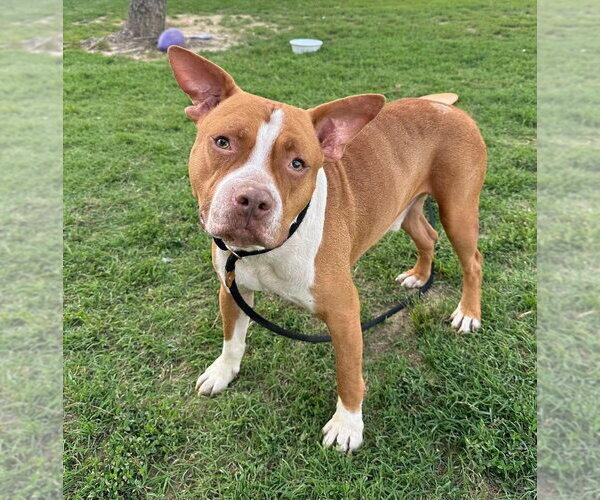 Medium Photo #4 Mutt Puppy For Sale in Evansville, IN, USA