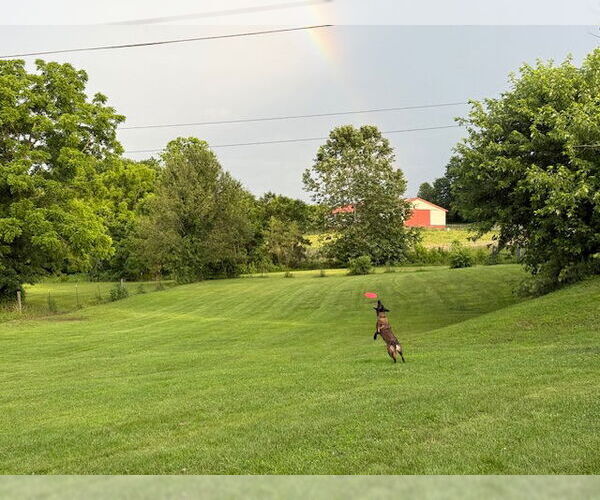 Medium Photo #10 Mutt Puppy For Sale in Stevens Point, WI, USA
