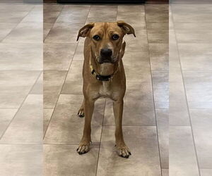 Mutt Dogs for adoption in Germantown, OH, USA