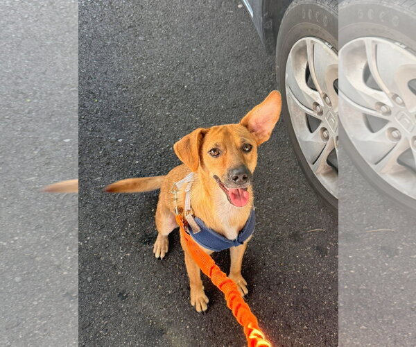Medium Photo #2 Chihuahua-Labrador Retriever Mix Puppy For Sale in Virginia Beach, VA, USA