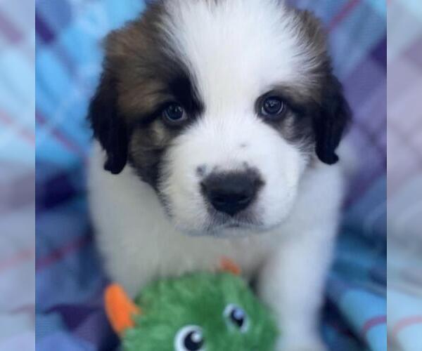 Medium Photo #2 Great Pyrenees-Unknown Mix Puppy For Sale in San Diego, CA, USA