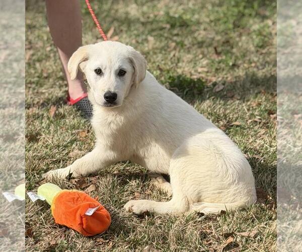 Medium Photo #3 Great Pyrenees-Unknown Mix Puppy For Sale in Yardley, PA, USA