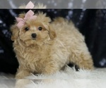Small Photo #86 Maltipoo Puppy For Sale in WARSAW, IN, USA
