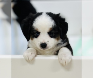 Miniature Australian Shepherd Puppy for Sale in ANTHONY, Florida USA