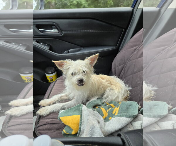 Medium Photo #1 Lhasa Apso-Unknown Mix Puppy For Sale in Montello, WI, USA