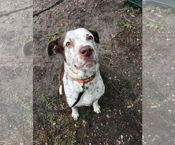 Medium Photo #30 Mutt Puppy For Sale in Pompano Beach , FL, USA