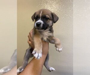 Collie-Unknown Mix Dogs for adoption in Modesto, CA, USA