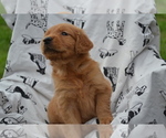 Puppy Roxann Golden Retriever