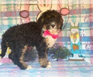 Bernedoodle Puppy for sale in LANCASTER, PA, USA