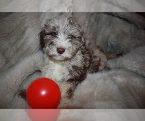 Aussiedoodle-Aussiedoodle Miniature  Mix Puppy for sale in Oradea, Bihor, Romainia