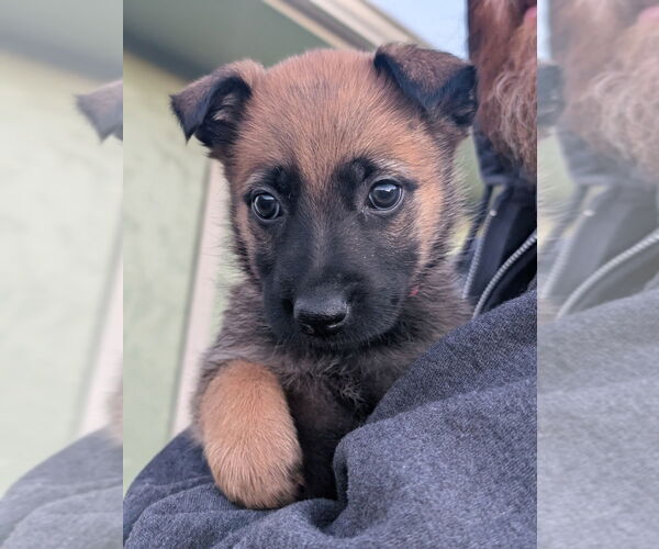 Medium Photo #1 Mutt Puppy For Sale in Imlay City, MI, USA