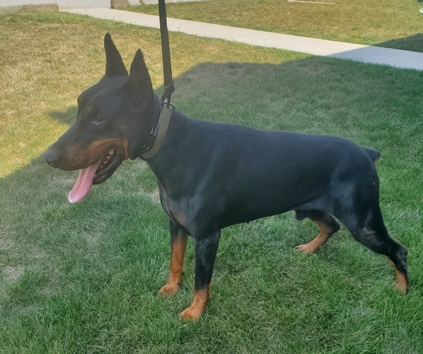 Medium Photo #1 Doberman Pinscher Puppy For Sale in AUBURN, IN, USA